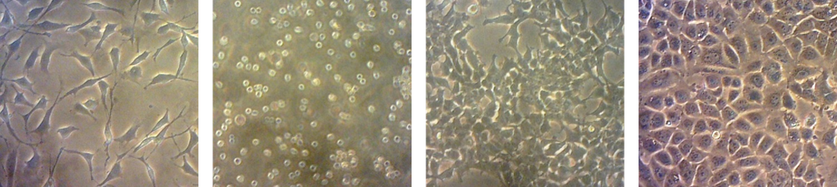 Cell culture
