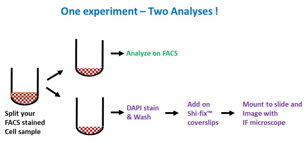 Combine Immunoflurescence and flow cytometry