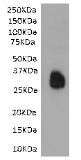 SB-40-3022 anti SARS-CoV2 Spike protein RBD staining of recombinant RBD protein (1 µg/ml). Primary incubation was 1 hour. Detected by chemiluminescence