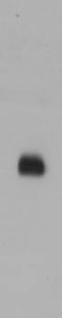 SB-40-3023 anti SARS-CoV2  spike protein RBD staining of recombinant RBD protein (1 µg/ml). Primary incubation was 1 hour. Detected by chemiluminescence
