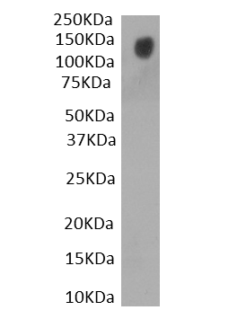 SB-40-3024 anti SARS-CoV2 spike protein S1 domain staining of recombinant S1 protein (1 µg/ml). Primary incubation was 1 hour. Detected by chemiluminescence