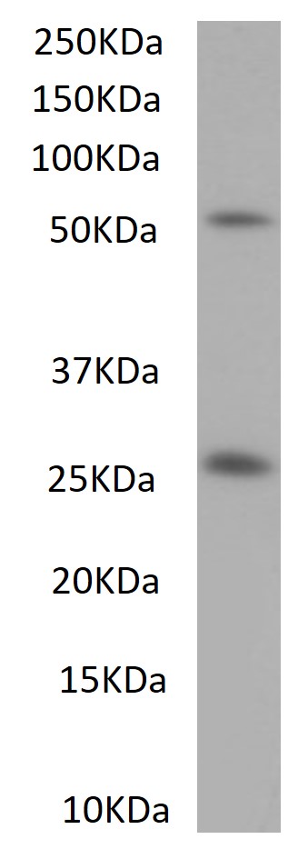 SB-52-3001 Anti-mouse IgG (1:3000) staining of mouse IgG ( reduced, 0.5 µg protein per lane). Primary incubation was 1 hour. Detected by chemiluminescence