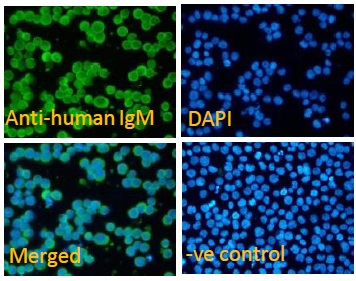 SB-50-3002 Immunofluorescence analysis of paraformaldehyde fixed Daudi cells, permeabilized with 0.15% Triton. Primary incubation 1hr (10μg/ml) followed by Alexa Fluor 488 secondary antibody (1μg/ml), showing membrane staining. The nuclear stain is DAPI (blue). Negative control: Unimmunized goat IgG (10μg/ml) followed by Alexa Fluor 488 secondary antibody (1μg/ml)